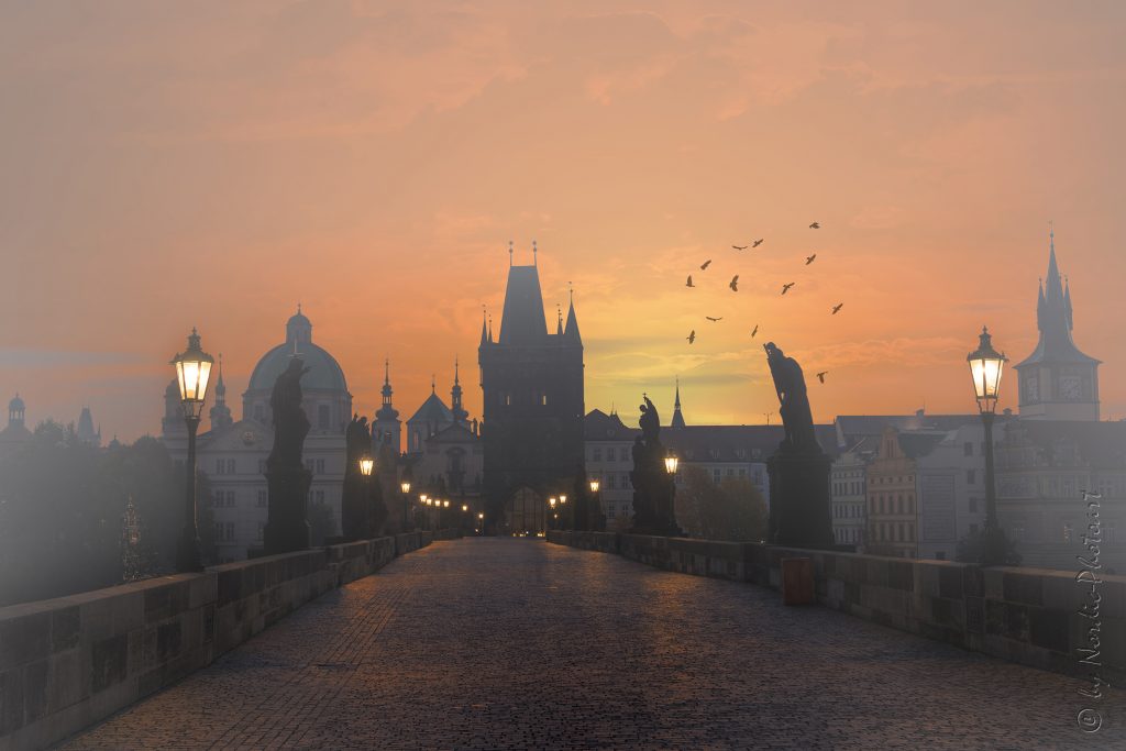 DSC_0623-GloryMorning_foggy_birds