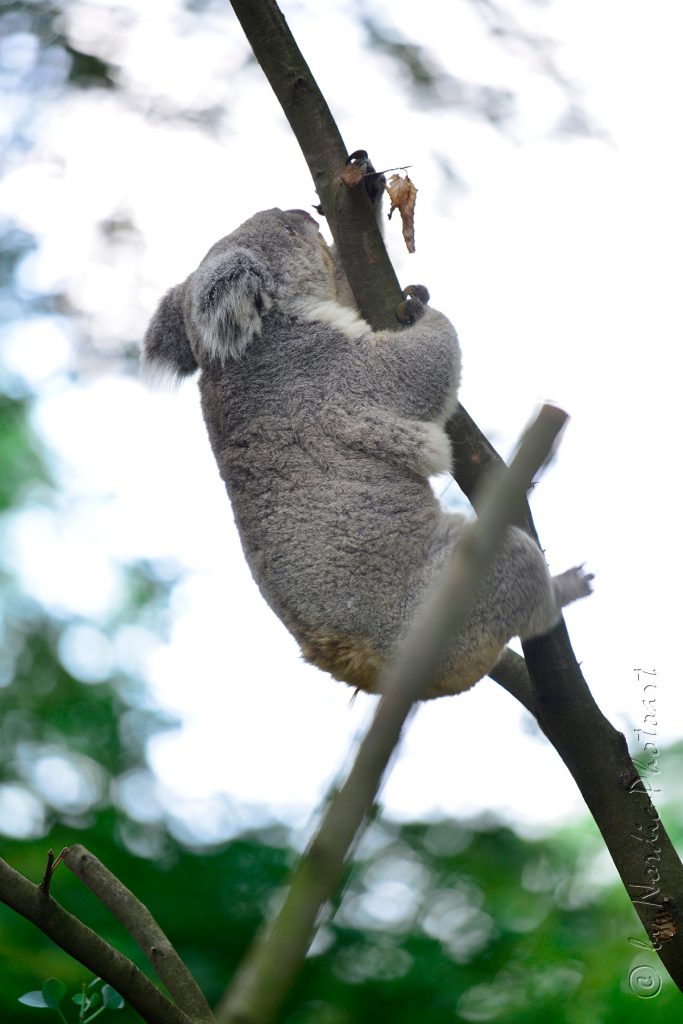 _DSD9407