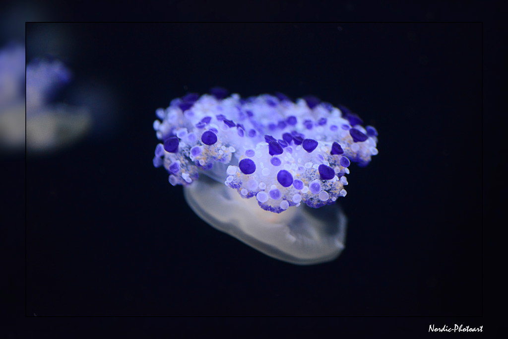 DSC_0330-B-RTN