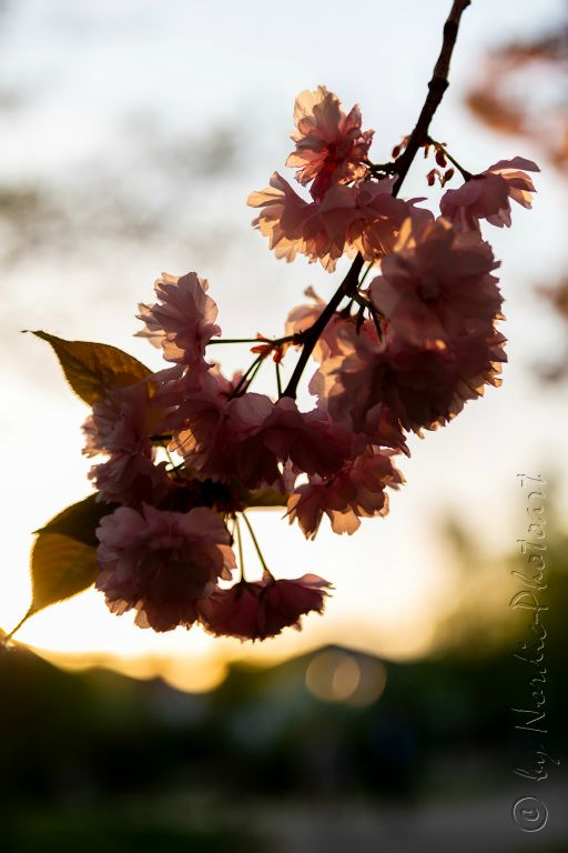 DSC_9304
