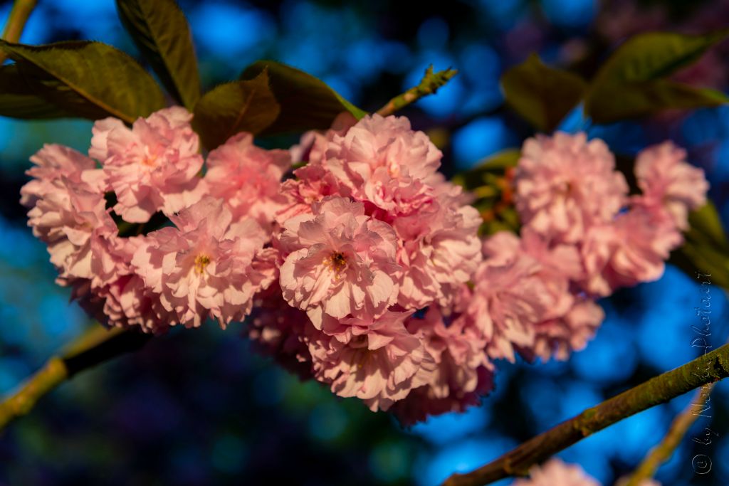 DSC_9308